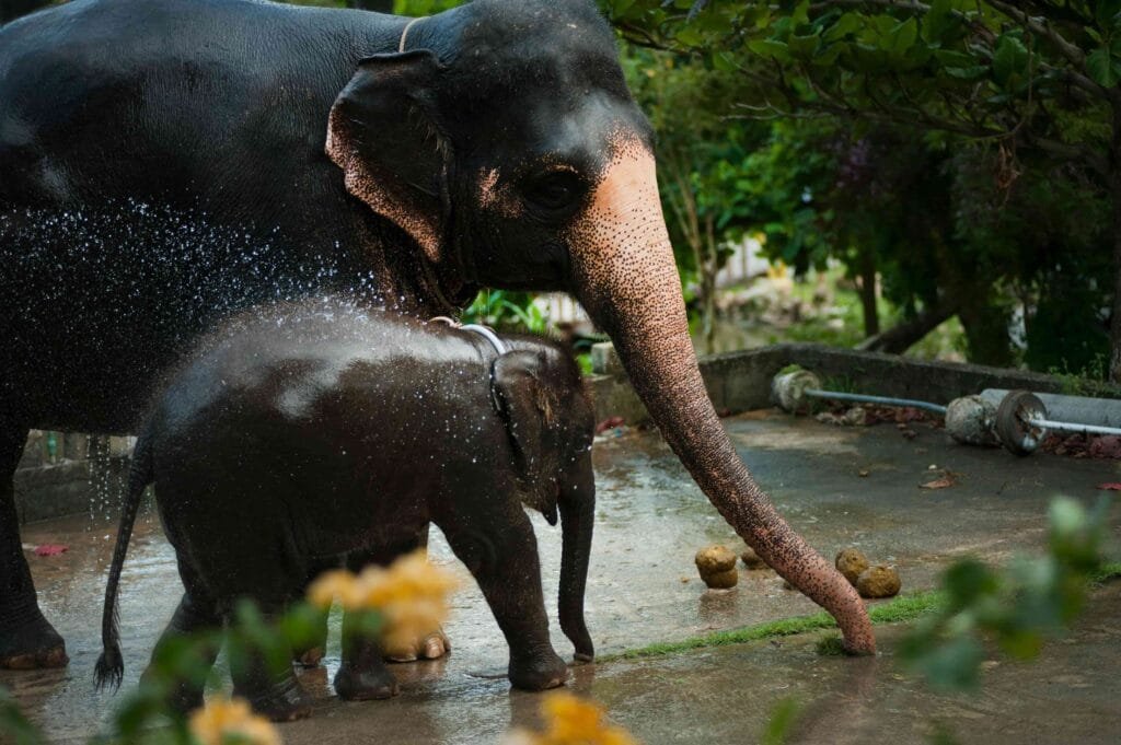 Elephant Nature Park