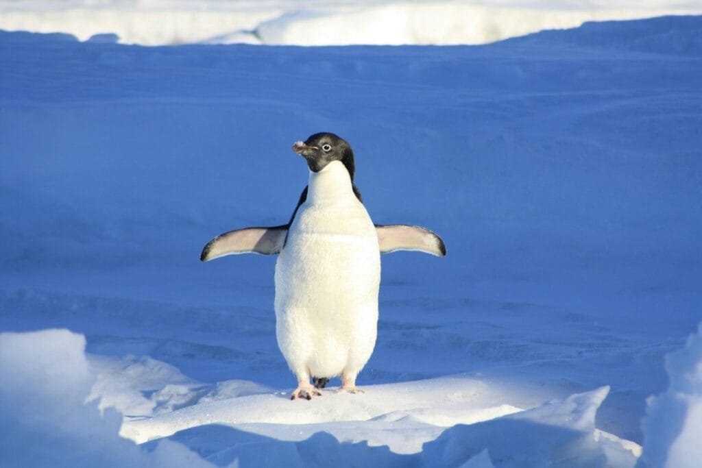 When to Visit Antarctica