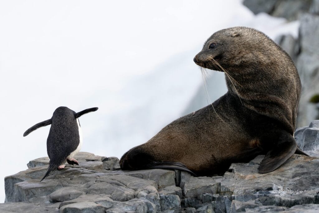 Wildlife Encounters in Antarctica