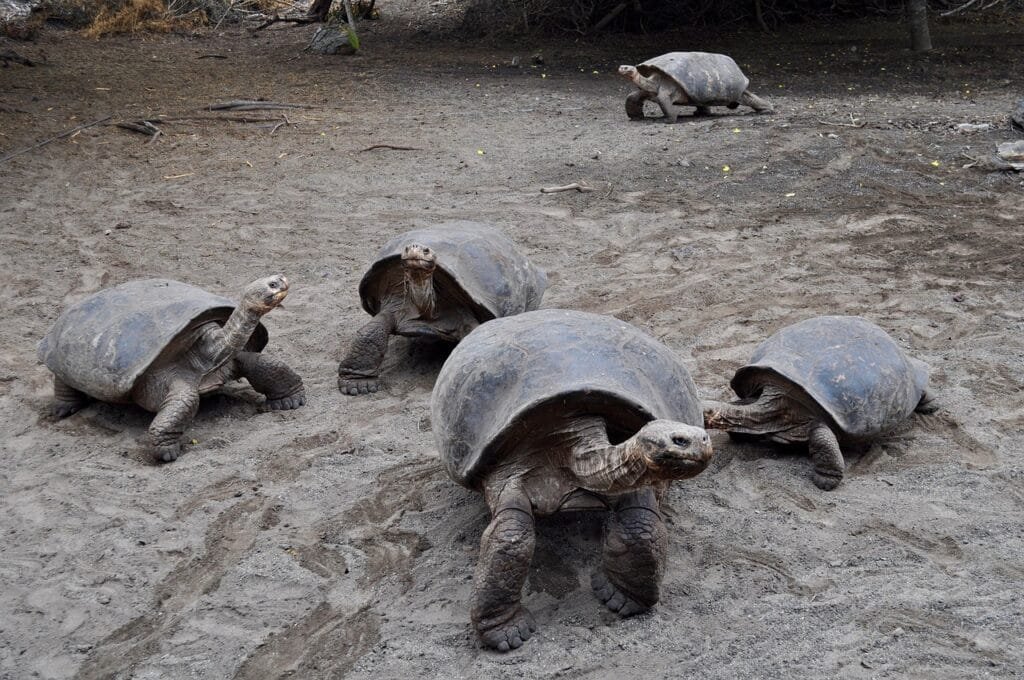 The Galapagos Islands, Ecuador