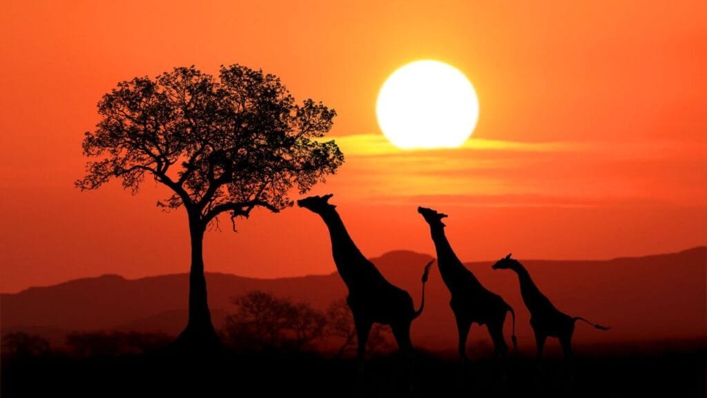 Africa